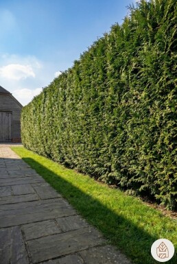 Lebensbaum / Thuja Plicata Martin 175-200 cm - Topf