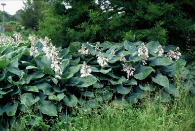 Hosta sieboldiana 'Elegans' P17