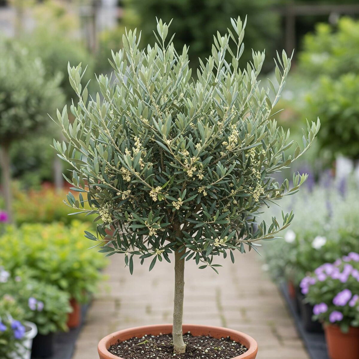 Erstellen Sie Ihren eigenen toskanischen Garten: Pflanzen und Tipps für ein mediterranes Ambiente image