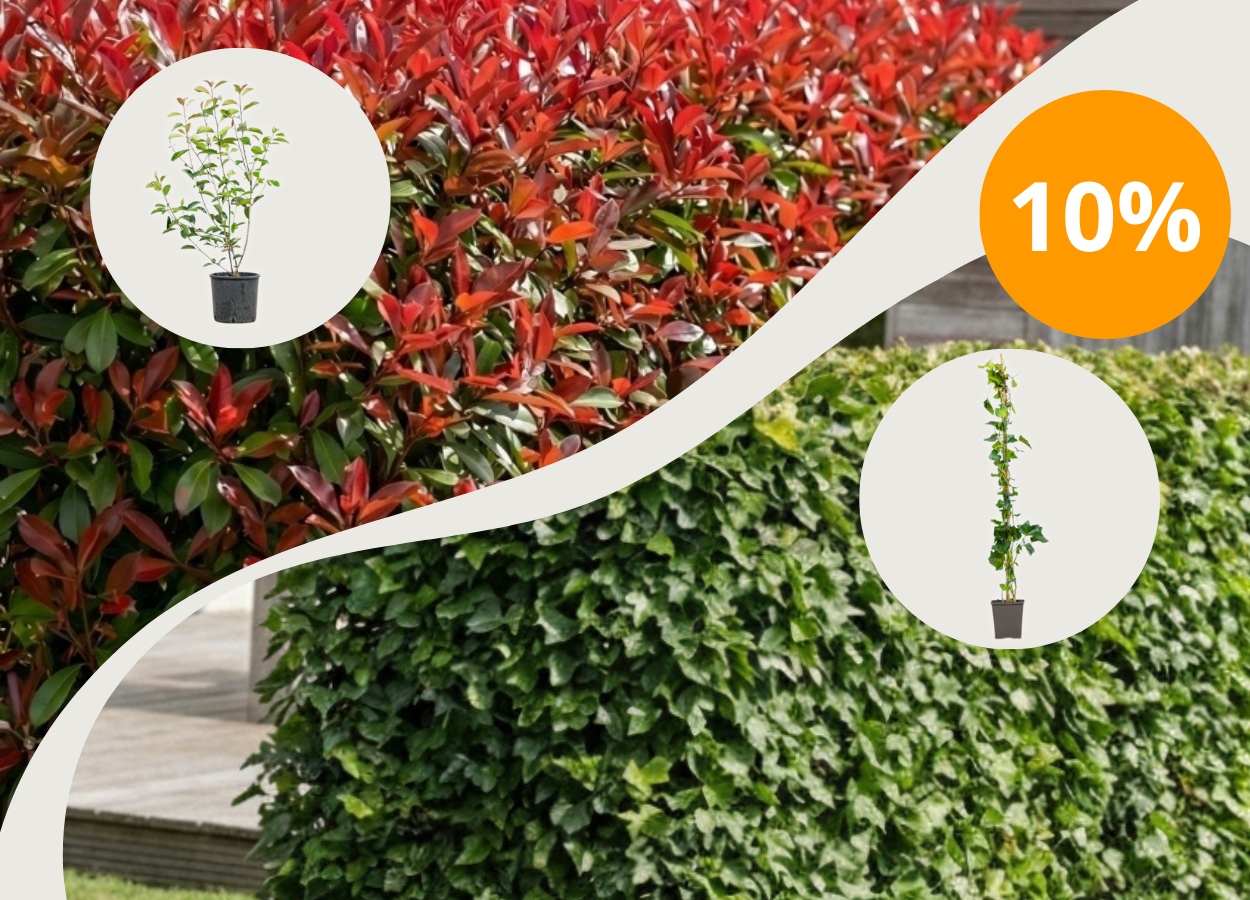 10% Rabatt mit HECKENPFLANZEN10 auf Photinia + Hedera Hibernica