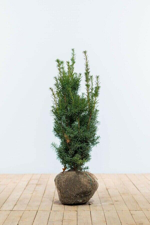 Taxus media ‘Hicksii’