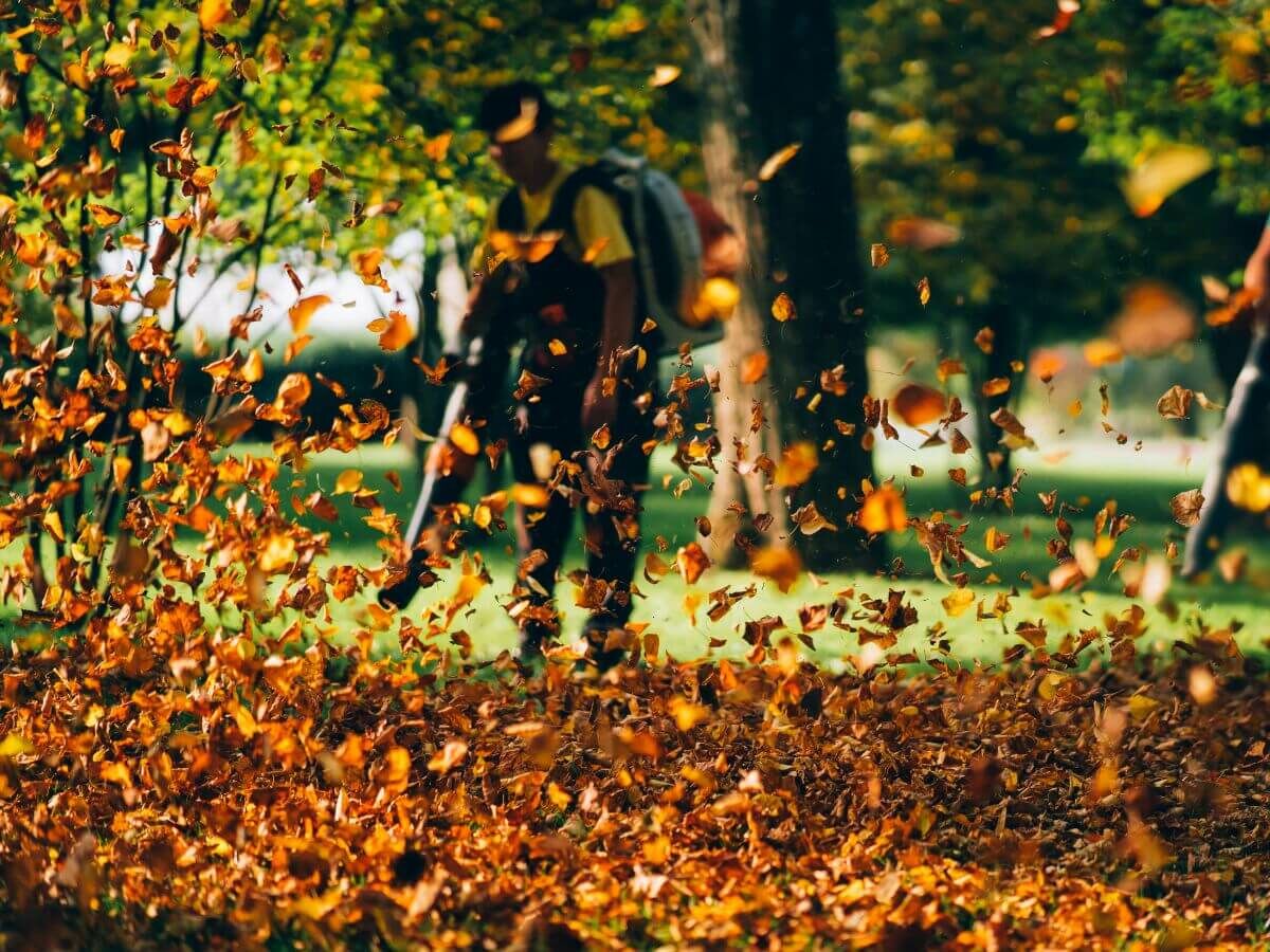 So nutzen Sie Herbstlaub clever als natürlichen Schutz für Ihren Garten image