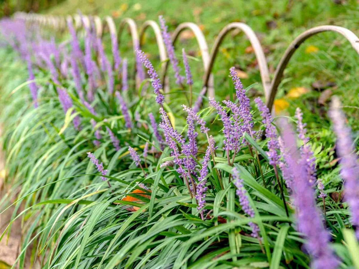 Top 5 Spätblüher für einen farbenfrohen Garten bis in den Herbst image