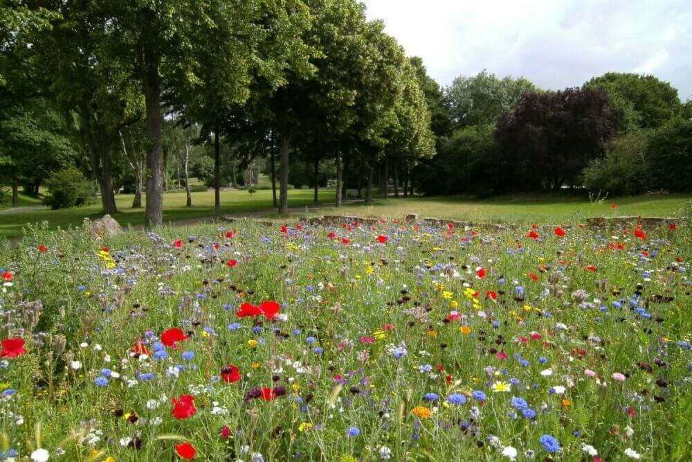 Mähen Sie Ihren Garten nicht im Mai