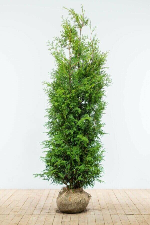 Thuja