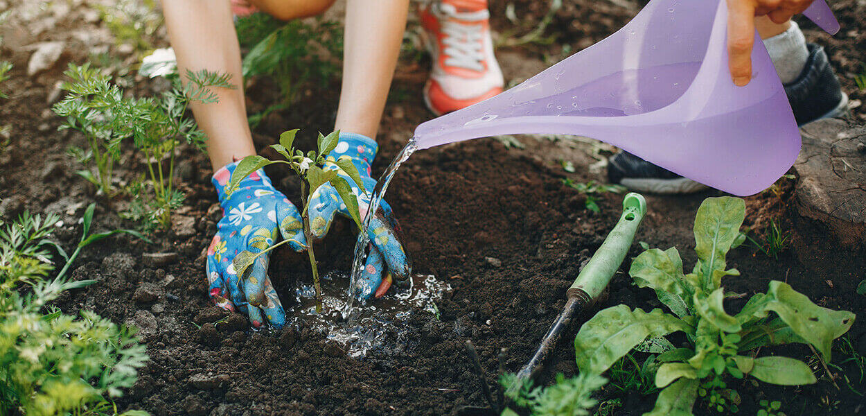 Schritt-für-Schritt-Plan zum Anpflanzen von Gartenpflanzen, Sträuchern und mediterranen Pflanzen im Freiland