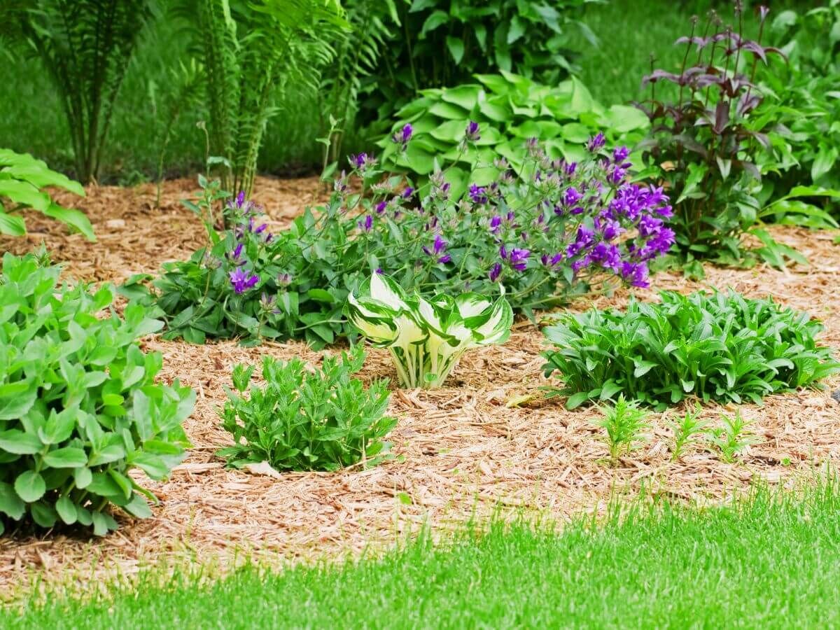 So schützen Sie Ihre Gartenpflanzen vor Frost – ganz ohne Plastik oder Vlies image