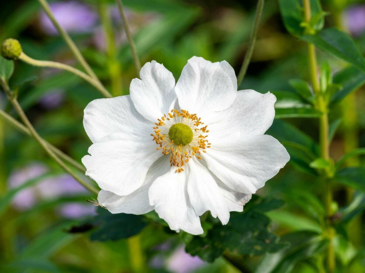 Top 5 Spätblüher für einen farbenfrohen Garten bis in den Herbst image