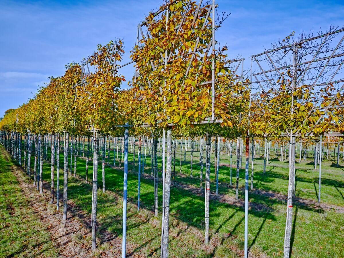 Schritt-für-Schritt-Anleitung zum Pflanzen von Spalierbäumen