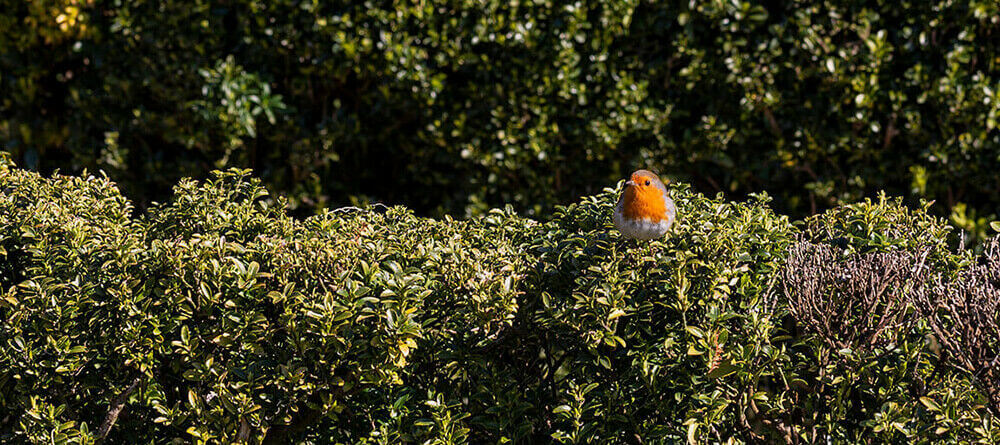 Eine Hecke voller Leben: vogelfreundliche Hecken im eigenen Garten