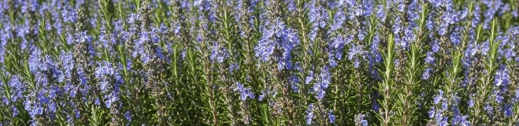 Erstellen Sie Ihren eigenen toskanischen Garten: Pflanzen und Tipps für ein mediterranes Ambiente image