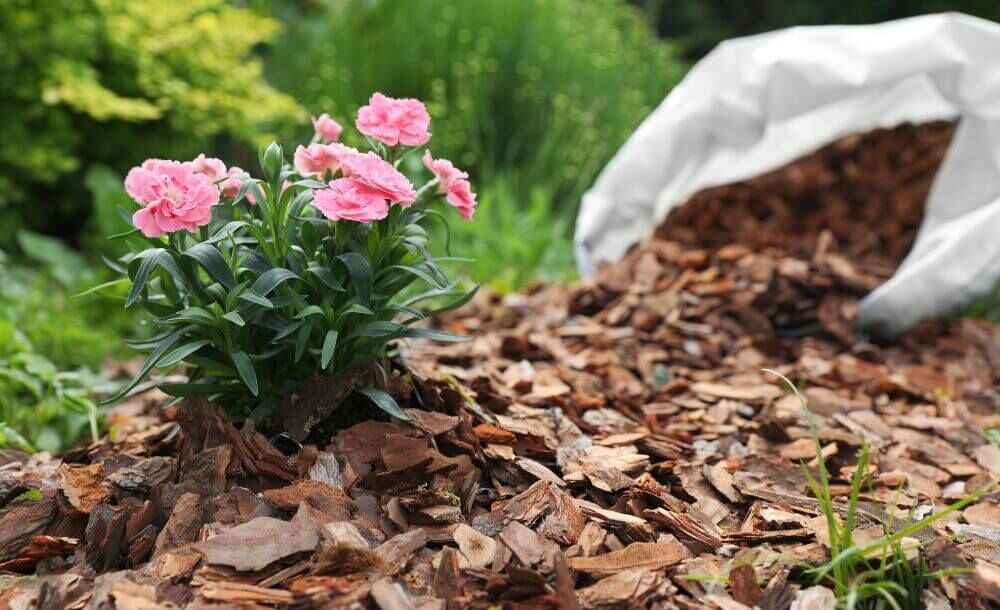 So schützen Sie Ihre Gartenpflanzen vor Frost – ganz ohne Plastik oder Vlies