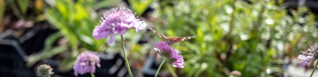 Top 7 Pflanzen für Bienen und Schmetterlinge image