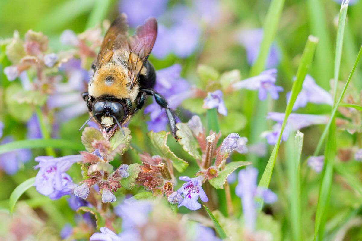 Mähen Sie Ihren Garten nicht im Mai