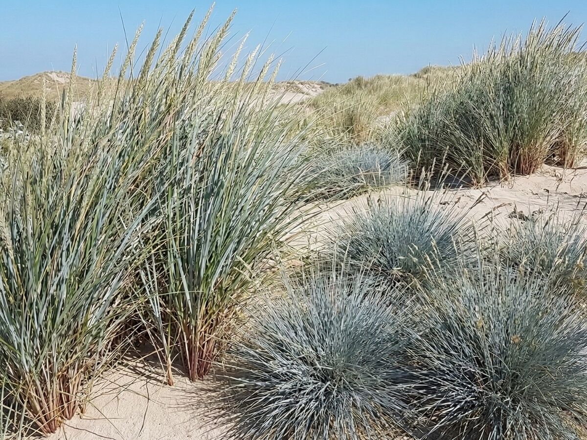 So gestalten Sie einen maritimen Garten image