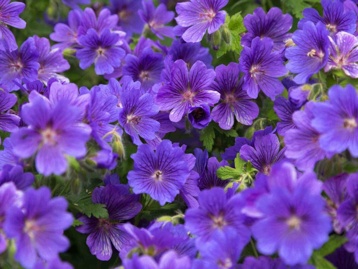 Top 5 Spätblüher für einen farbenfrohen Garten bis in den Herbst image