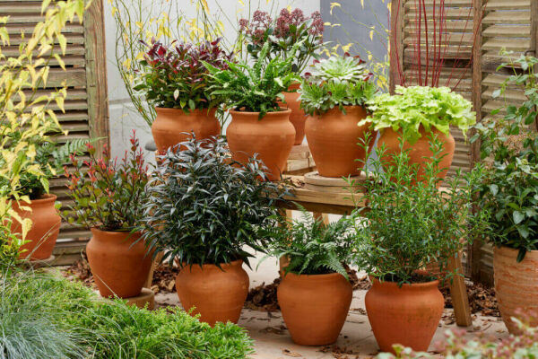 <b>Top 10 Terrassen- und Balkonpflanzen</b>