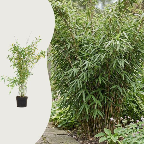 Fargesia murieliae 'Jumbo'