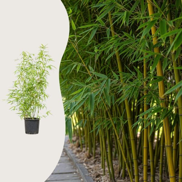 Phyllostachys aurea