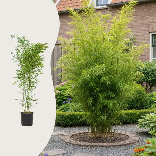 Phyllostachys bissetii