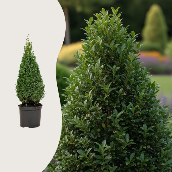 Buxus 'Pyramide'