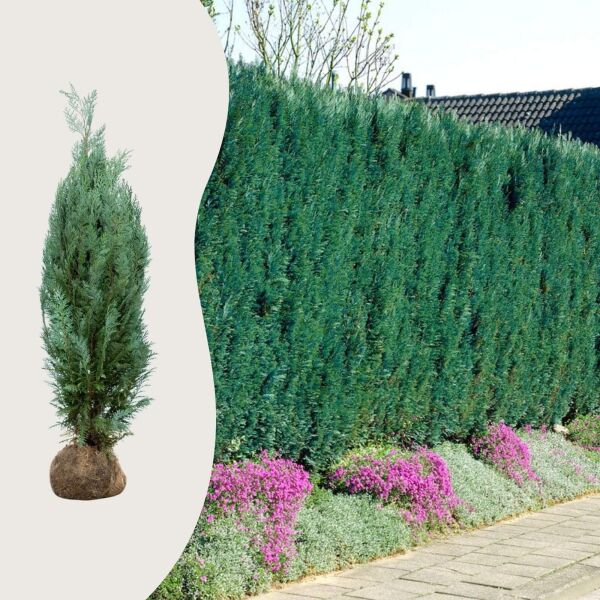 Blaue Scheinzypresse