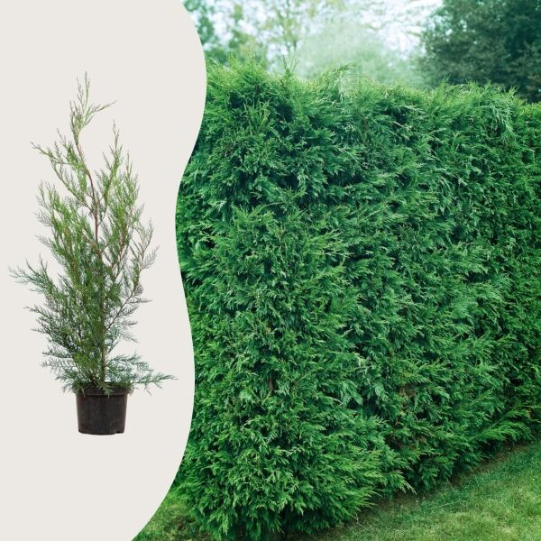 Zypresse leylandii '2001'