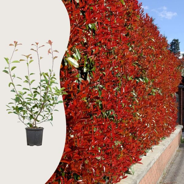 Photinia 