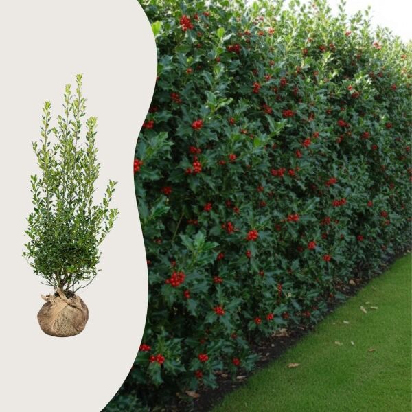 Ilex aquifolium ‘Alaska’