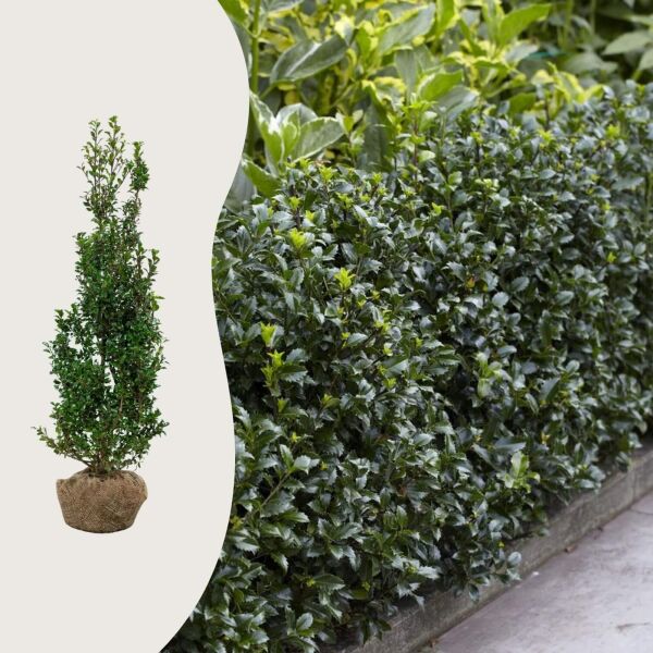 Ilex 'Heckenpracht'