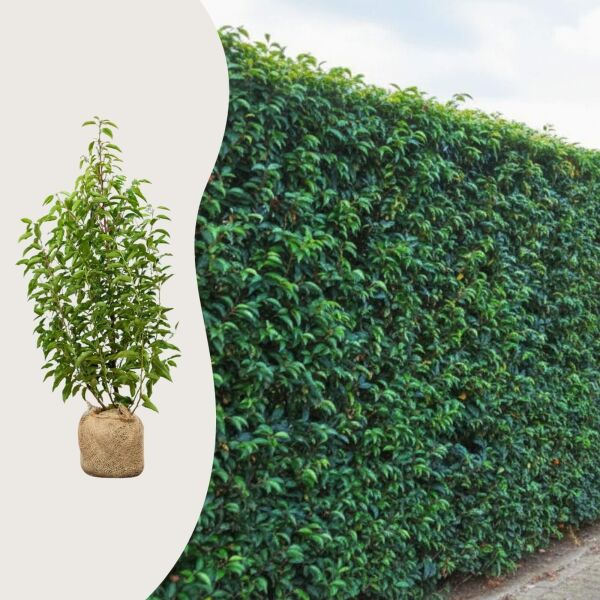 Prunus lusitanica ‘Angustifolia’