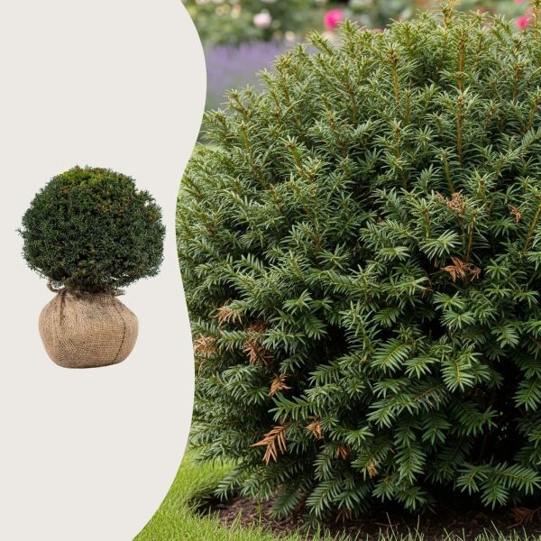 Taxus baccata kugelform