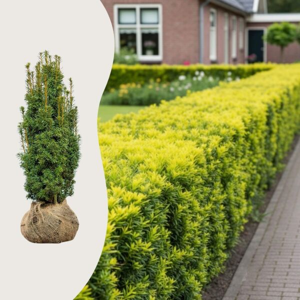 Taxus baccata 'David'