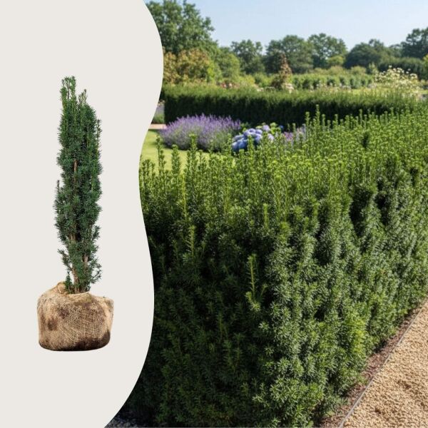 Taxus 'Fastigiata Robusta'