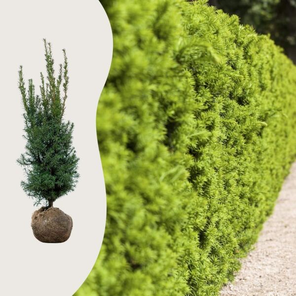Taxus media ‘Hicksii’