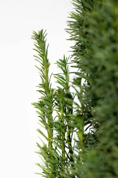 Taxus 'Fastigiata Robusta'