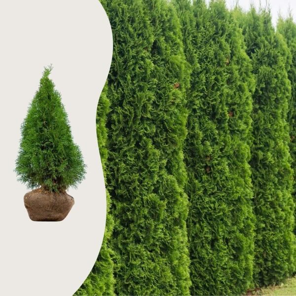 Thuja 'Smaragd'