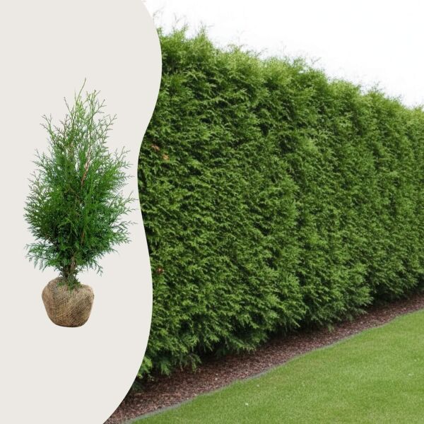 Thuja ‘Excelsa’