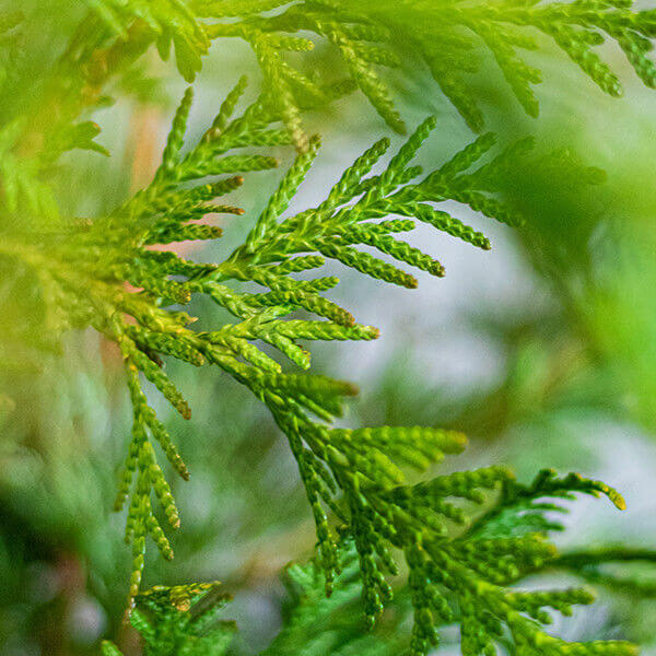 Thuja 'Martin'