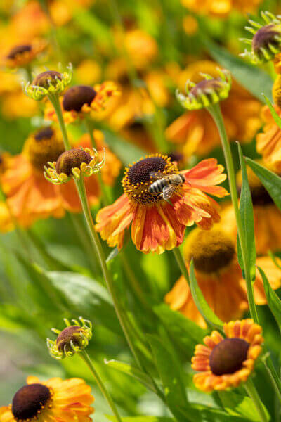 Bienenpflanzen