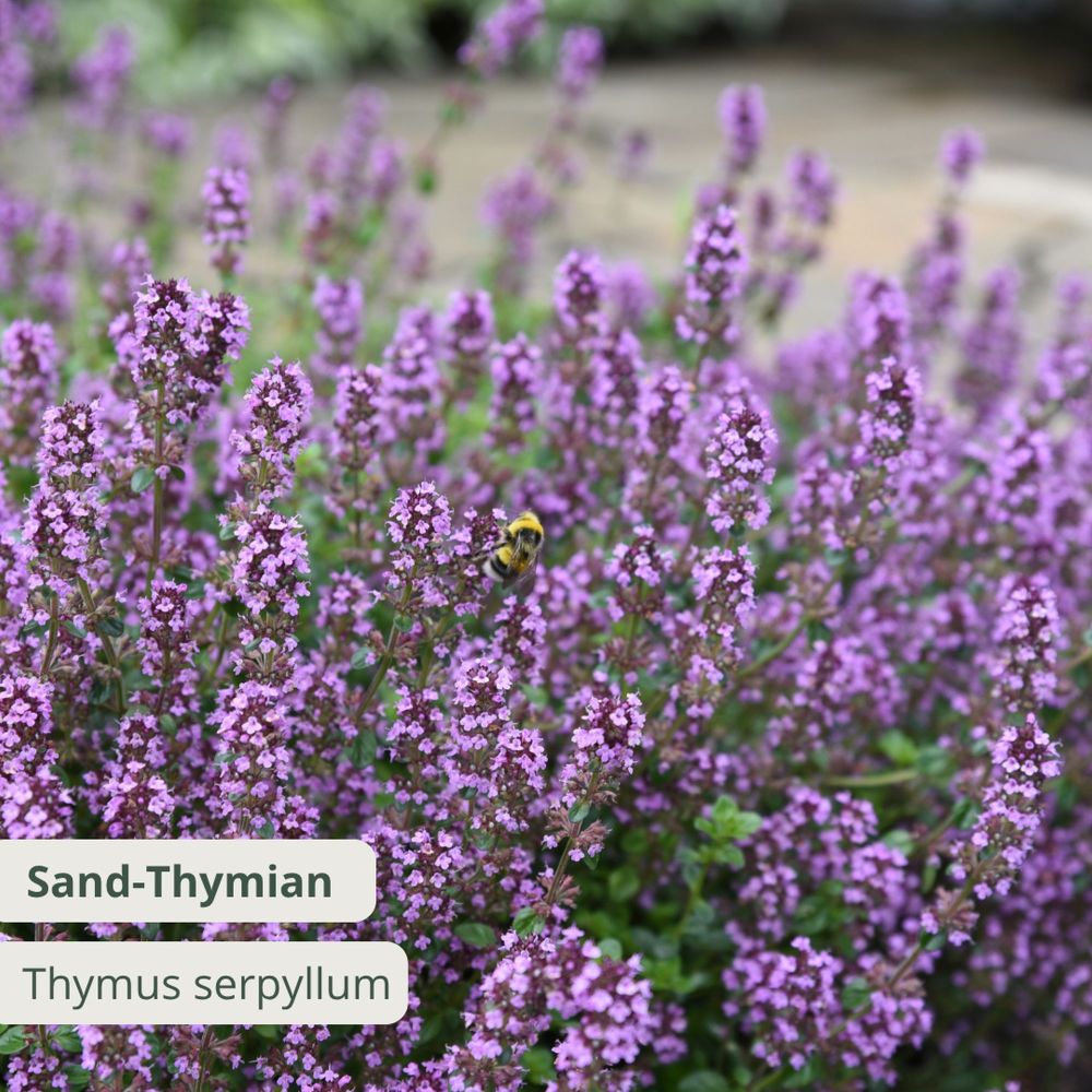 Thymus