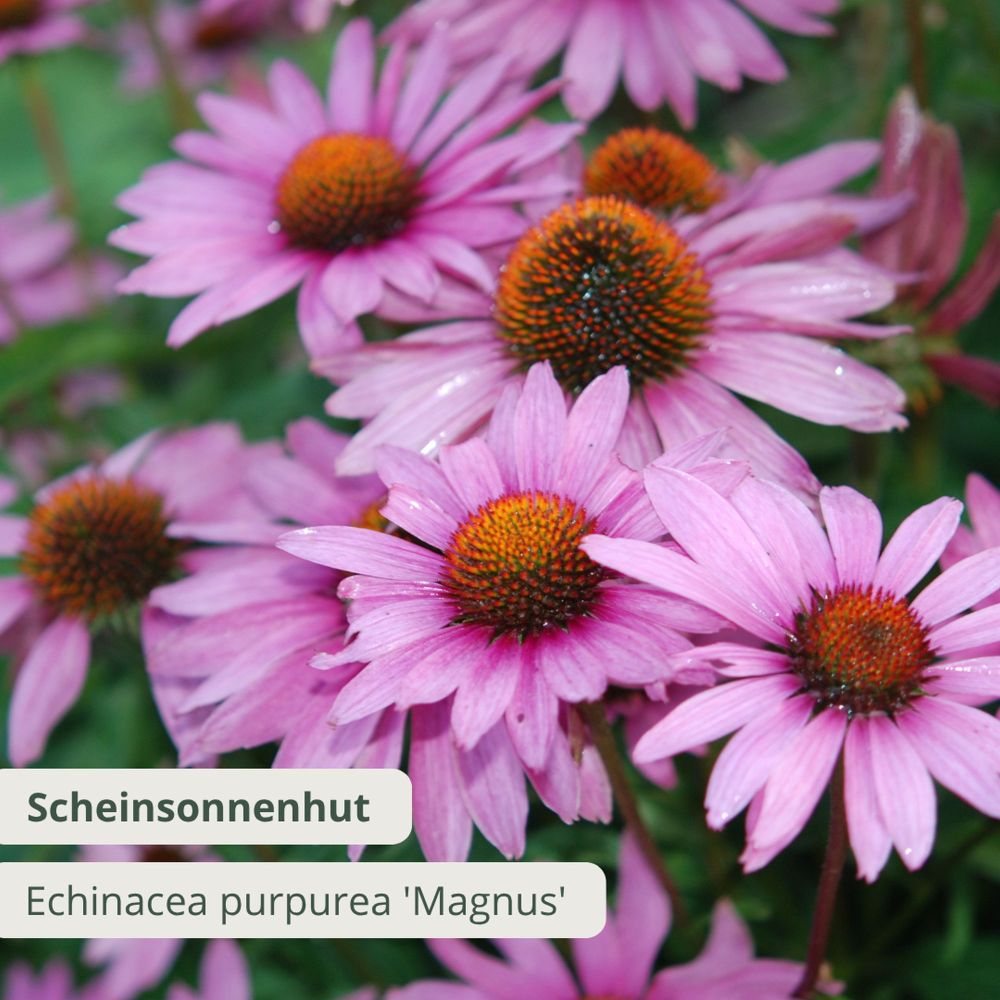Scheinsonnenhut